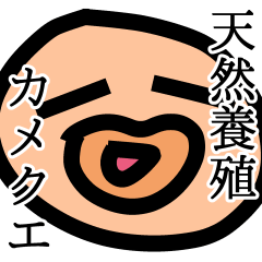 [LINEスタンプ] 天然養殖カメクエ