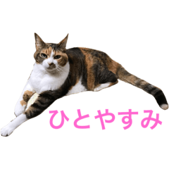 [LINEスタンプ] うちの猫のスタンプ。黒猫むむ