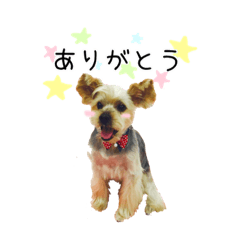 [LINEスタンプ] ヨーキーのチャンプ スタンプ