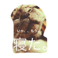 [LINEスタンプ] ねこだけだね