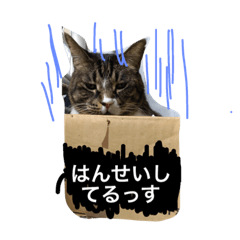 [LINEスタンプ] うちのしゅうくん1