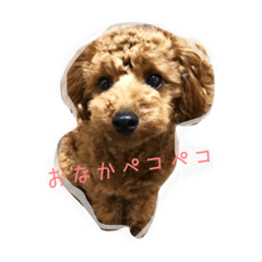 [LINEスタンプ] くうたんのかわいいスタンプ