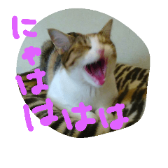 [LINEスタンプ] my cat "momo" stamp