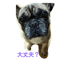 [LINEスタンプ] ブルの日常♡