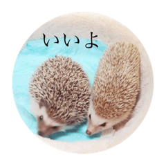 [LINEスタンプ] ハリネズミのお返事スタンプ