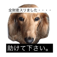 [LINEスタンプ] むさピー