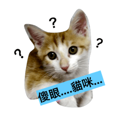[LINEスタンプ] The cat is so handsome！
