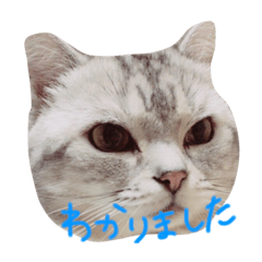 [LINEスタンプ] 私は猫がとても好きです