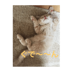 [LINEスタンプ] 猫だけど