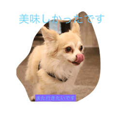 [LINEスタンプ] チワワの日常の一言 敬語編