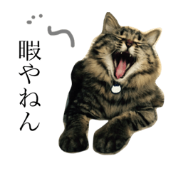 [LINEスタンプ] super cat！！！