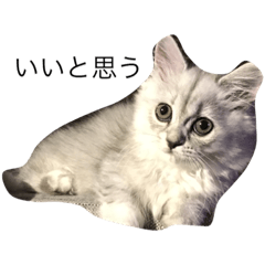 [LINEスタンプ] こねこの華ちゃん