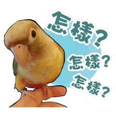 [LINEスタンプ] My Cute Conures2 - with his servantsの画像（メイン）