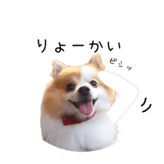 [LINEスタンプ] ポメラニアン 愛花