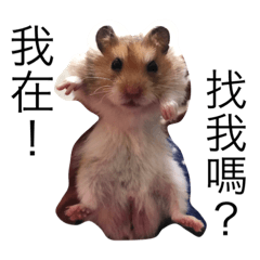 [LINEスタンプ] 可愛多正