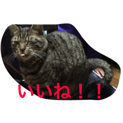 [LINEスタンプ] 唐草猫ムタさん