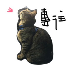 [LINEスタンプ] Lazy cat pp