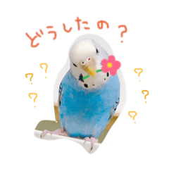 [LINEスタンプ] インコのべるちゃんスタンプ