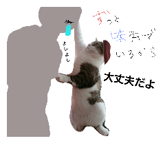 [LINEスタンプ] 猫ネコさん1