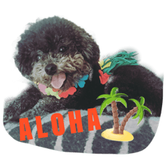 [LINEスタンプ] Chumi the toy poodle has her say...again