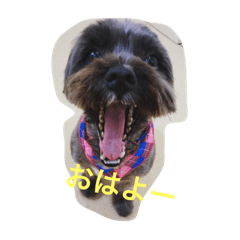 [LINEスタンプ] 愛犬長崎弁バージョン