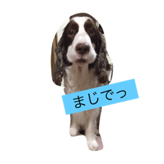 [LINEスタンプ] english- spriger- spaniel