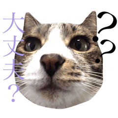 [LINEスタンプ] キジ猫のこうめさん