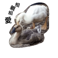 [LINEスタンプ] Crazy Goose