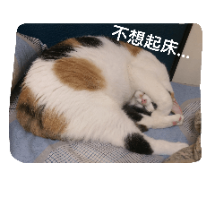 [LINEスタンプ] cat's living life