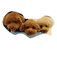 [LINEスタンプ] the three dogs cute