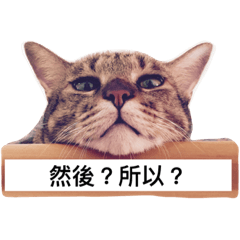 [LINEスタンプ] Cats emotion pack