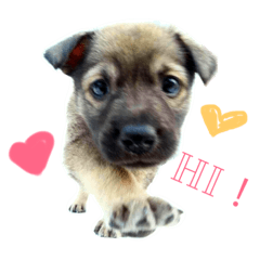 [LINEスタンプ] QDD - Puppy