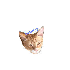 [LINEスタンプ] kitcat