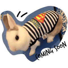 [LINEスタンプ] rabbit (milk tea)