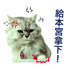 [LINEスタンプ] Vanessa's Cats