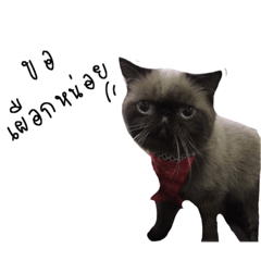 [LINEスタンプ] KaNomKeng ＆ PaKho 