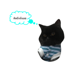 [LINEスタンプ] catbeam 