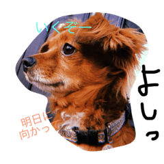 [LINEスタンプ] ちわっくすぽてとくんその2