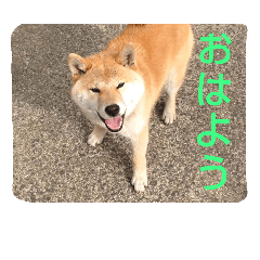 [LINEスタンプ] 柴犬テル   挨拶スタンプ