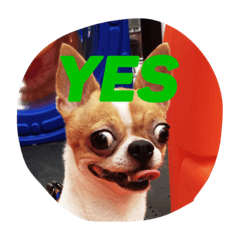 [LINEスタンプ] Chihuahua GeeLee
