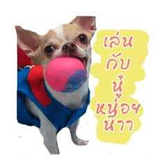 [LINEスタンプ] Coley chihuahua thai