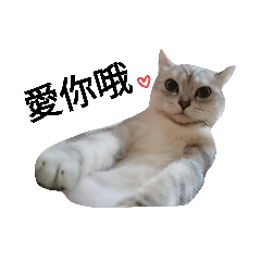 [LINEスタンプ] cutecatmi1.0