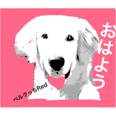 [LINEスタンプ] ベルクっち 2