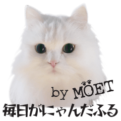[LINEスタンプ] MOETの毎日が英語でにゃんだふる/訳付の画像（メイン）