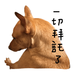 [LINEスタンプ] Loca is a dog- series <PLEASE>