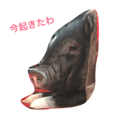 [LINEスタンプ] ミニブタ こまち