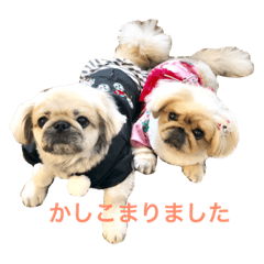 [LINEスタンプ] 鼻ぺちゃ犬 コジロー ＆ アイム