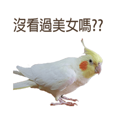 [LINEスタンプ] My cute fat bird