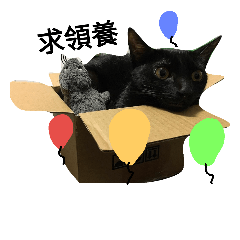 [LINEスタンプ] cat / Life