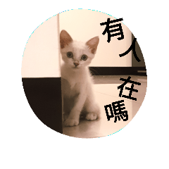 [LINEスタンプ] jump jump cat